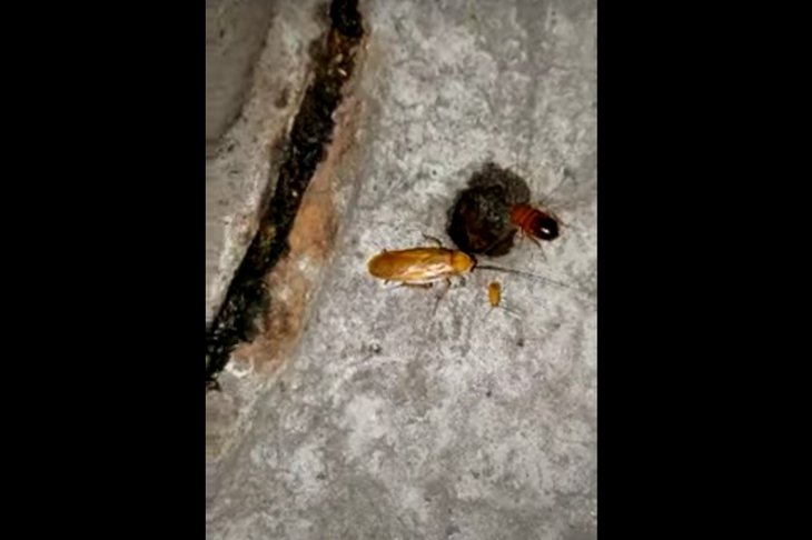 Таракан. Предоставлено жильцами дома на Трилиссера