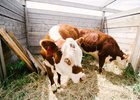Коровы. Фото Никиты Пяткова из архива IRK.ru