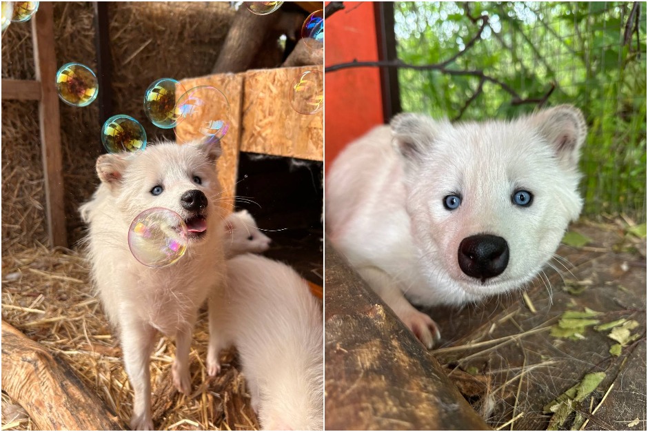 Фото: Сибирский зоопарк