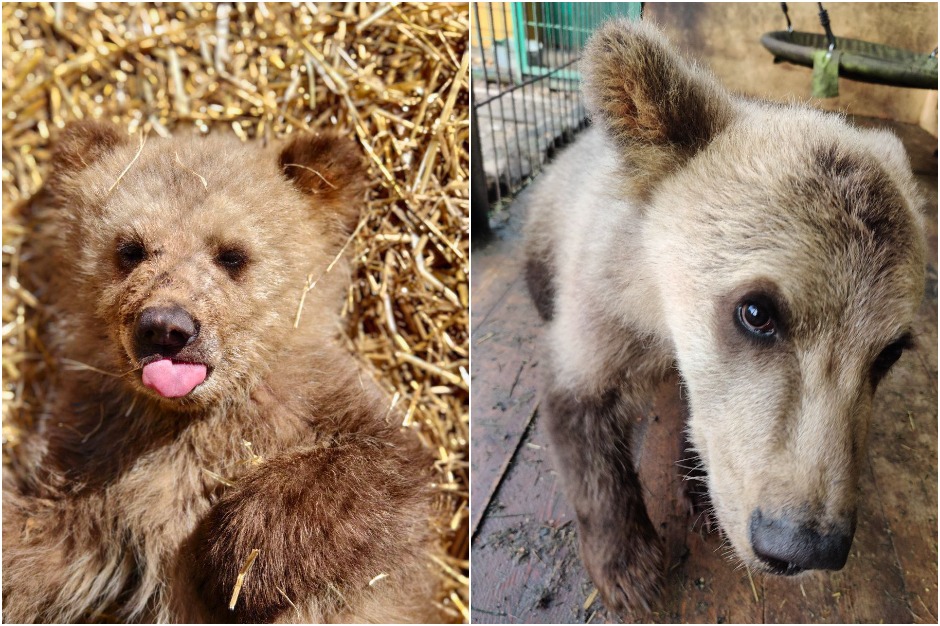 Фото: Сибирский зоопарк
