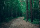 Лес. Фото из архива IRK.ru
