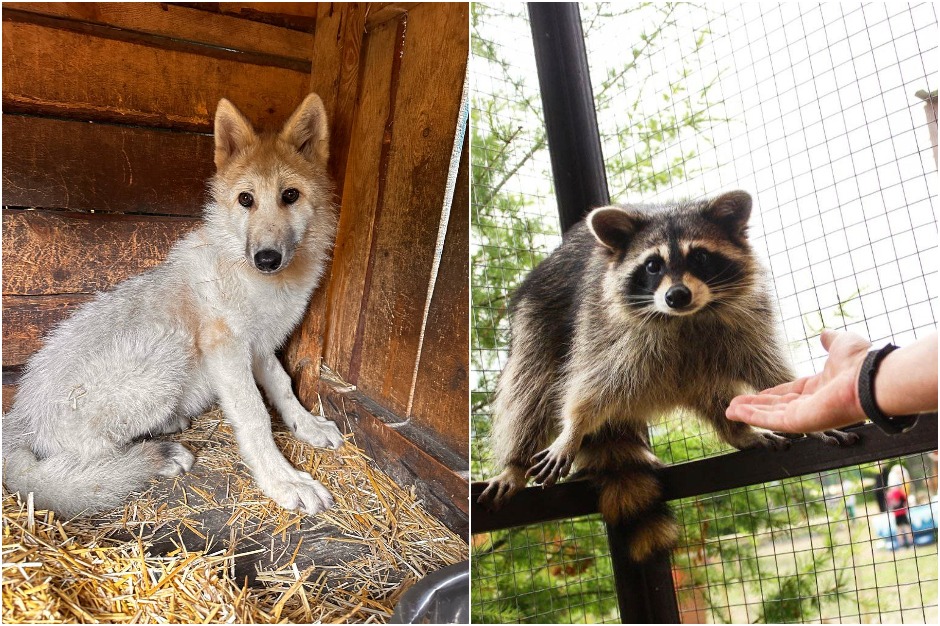 Фото: Сибирский зоопарк