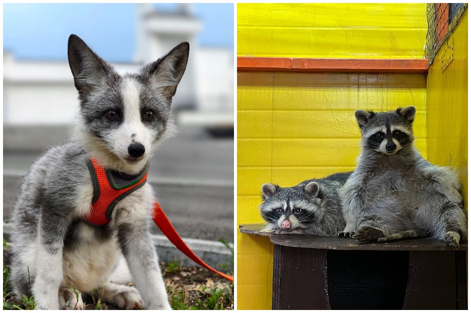 Фото: Сибирский зоопарк
