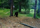Медведь на Большой Байкальской тропе. Фото туристов Прибайкальского нацпарка