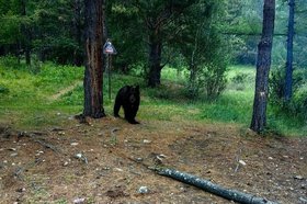 Медведь на Большой Байкальской тропе. Фото туристов Прибайкальского нацпарка