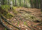 Лес. Фото Маргариты Романовой, IRK.ru