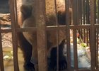 Медведица. Скриншот видео из телеграм-канала Байкальской межрегиональной природоохранной прокуратуры