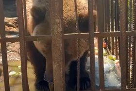 Медведица. Скриншот видео из телеграм-канала Байкальской межрегиональной природоохранной прокуратуры