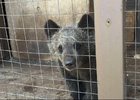 Медвежонок. охотназдора по Иркутской области