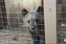 Медвежонок. охотназдора по Иркутской области