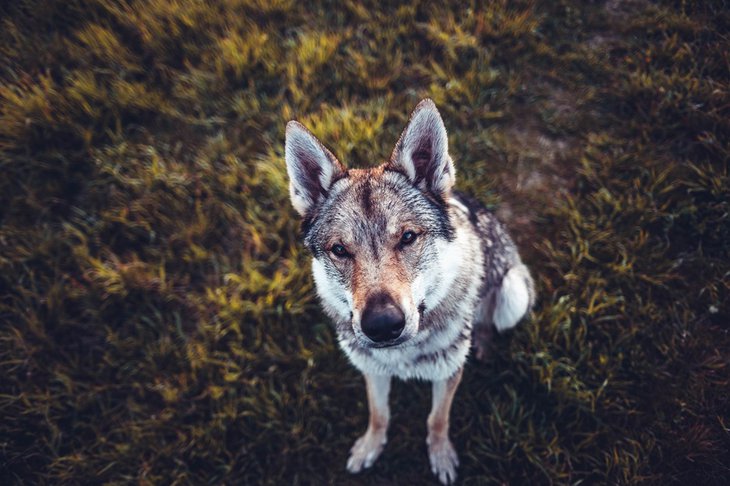 Собака. Фото с сайта Freepik