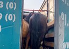 Лошади. Фото пресс-службы управления Россельхознадзора по Иркутской области и Республике Бурятия