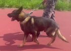 Немецкая овчарка Ёкко. Скриншот видео ГУ МВД России по Иркутской области