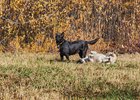Собаки. Фото Маргариты Романовой, IRK.ru