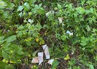 Деньги. Фото пресс-службы ГУ МВД по региону