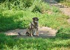 Собака. Фото Маргариты Романовой, IRK.ru