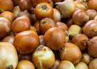 Репчатый лук. Фото пресс-службы правительства Иркутской области