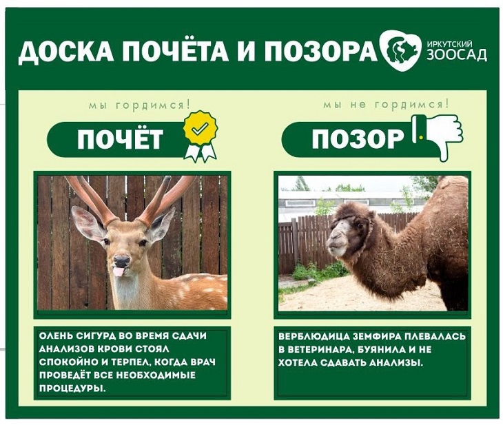 Сигурд и Земфира. Изображение иркутского зоосада