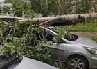 Упавшее дерево. Фото из телеграм-канала «Саянск. Зима»