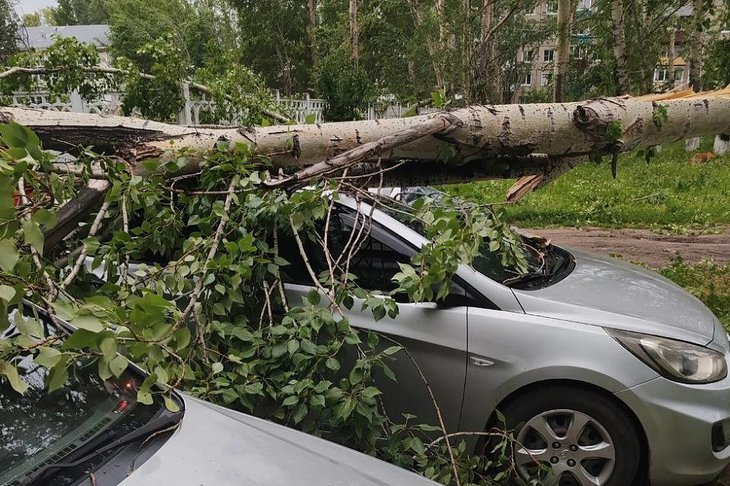 Упавшее дерево. Фото из телеграм-канала «Саянск. Зима»