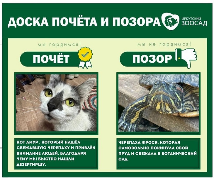 Амур и Фрося. Изображение иркутского зоосада