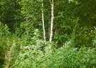 Лес. Фото Маргариты Романовой, IRK.ru