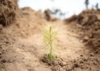 Лесовосстановление. Фото пресс-службе правительства Иркутской области