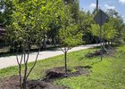 Деревья на улице Мира. Скриншот видео администрации Иркутска