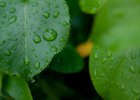 Листья после дождя. Фото из архива IRK.ru