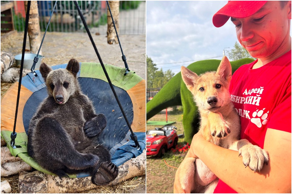 Фото: «Сибирский зоопарк»