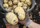 Картофель. Фото пресс-службы правительства Иркутской области