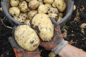 Картофель. Фото пресс-службы правительства Иркутской области