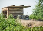 Собака. Фото: Маргарита Романова, IRK.ru