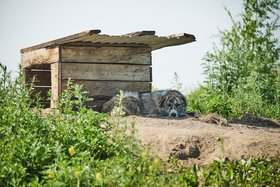 Собака. Фото: Маргарита Романова, IRK.ru