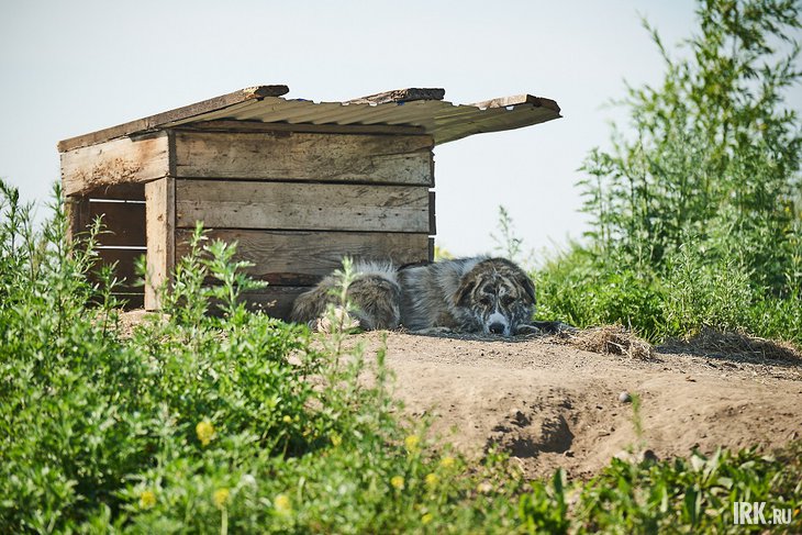 Собака. Фото: Маргарита Романова, IRK.ru