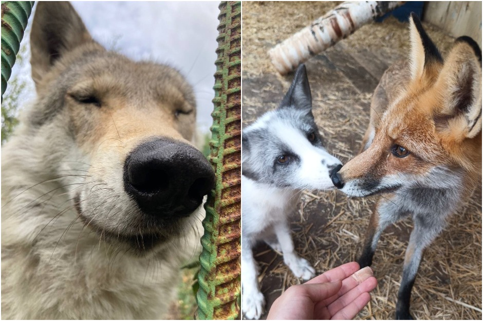 Фото: «Сибирский зоопарк»
