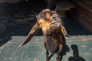 Фото: Иркутский зоосад