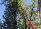 В Иркутске обрезают деревья. Фото пресс-службы мэрии города
