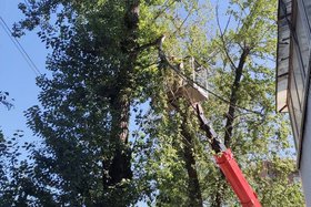 В Иркутске обрезают деревья. Фото пресс-службы мэрии города