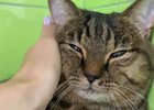 Кот. Скриншот видео из телеграм-канала приюта «Кошкин дом»