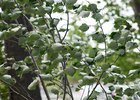 Ветер. Фото Маргариты Романовой, IRK.ru