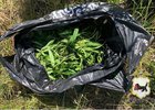 Конопля. Фото пресс-службы ГУ МВД России по Иркутской области