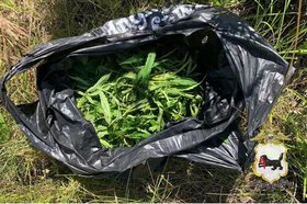 Конопля. Фото пресс-службы ГУ МВД России по Иркутской области