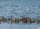 Водоем. Фото IRK.ru