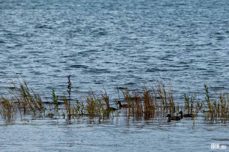 Водоем. Фото IRK.ru