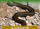 Змея. Фото из соцсетей администрации