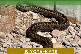 Змея. Фото из соцсетей администрации
