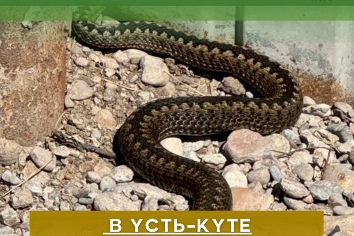 Змея. Фото из соцсетей администрации