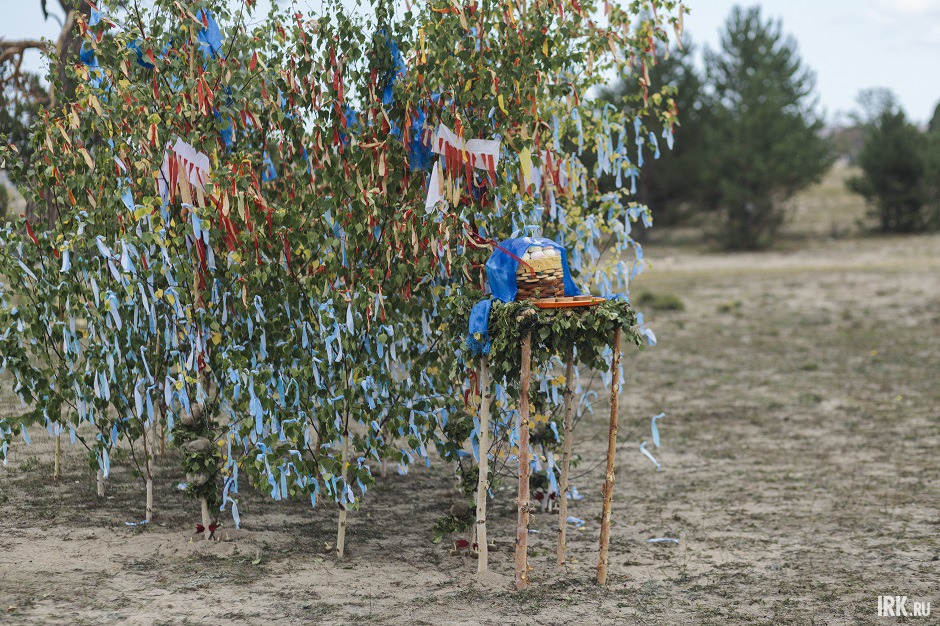 В месте подношений высадили березовую рощу