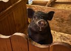 Свинка. Фото из архива IRK.ru